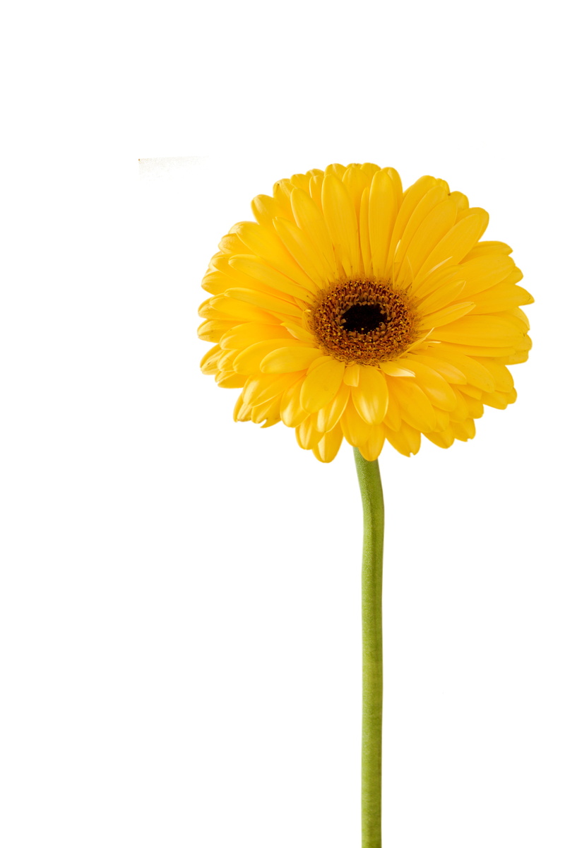happy, romance, flower head, branch, flower, yellow, plant, card, fragility, color, elegance, gerbera flower, beauty in nature, plant stem, summer, wedding