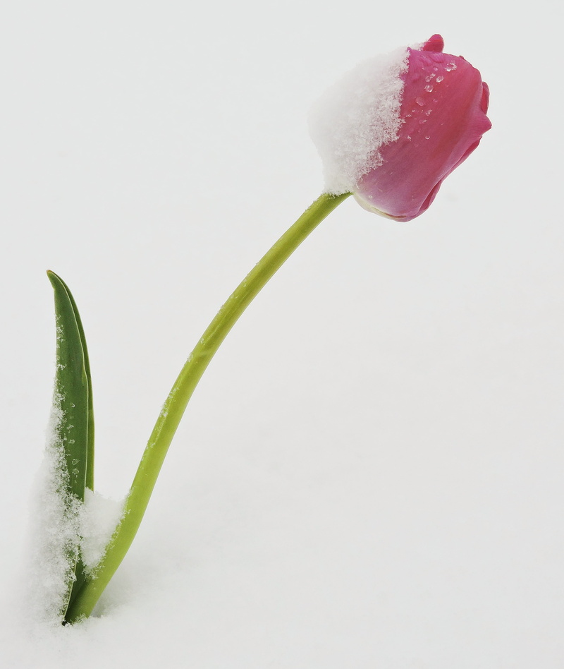 white background, icee, growth, flowering plant, beautiful, petals, close-up, food and drink, delicate, tulip, red, winter, no people, nature, vulnerability