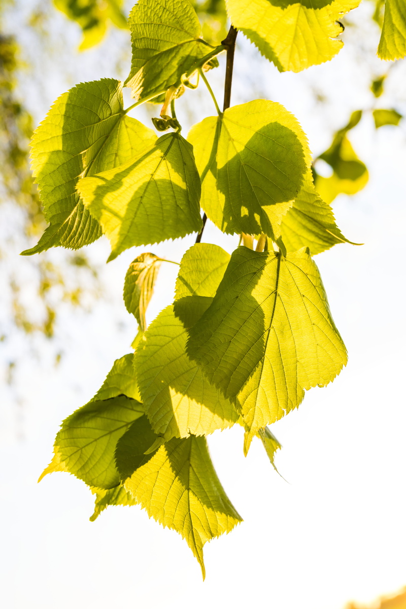 lush, branch, outdoors, tree, sunlight, plant, beauty in nature, leaf, nature, season, yellow, photography, low angle view, focus, bright, close-up, focus on foreground
