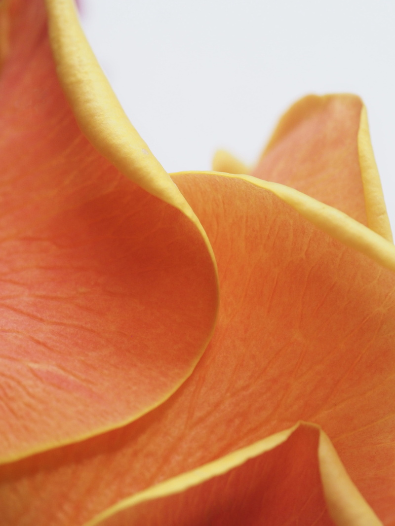 color, plant, flowering plant, wellbeing, botany, beauty in nature, flower, close-up, beautiful, healthy eating, food and drink, bright, flora