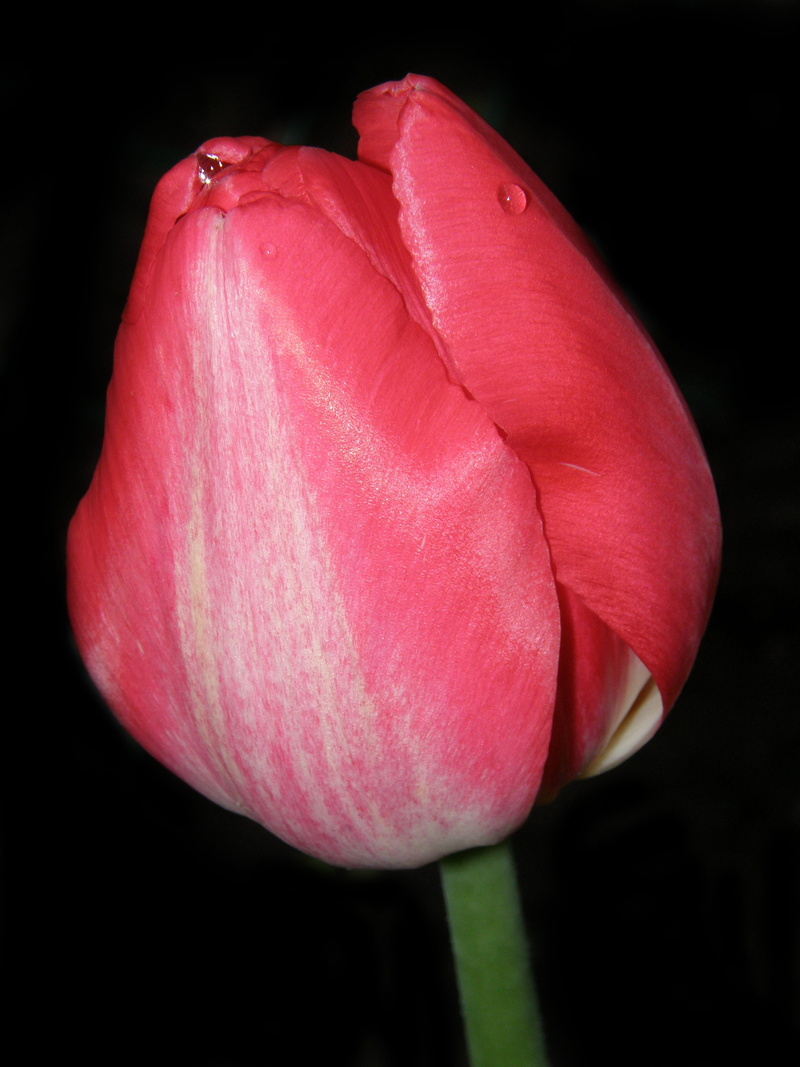 freshness, flower, no people, desktop, growth, 5K, plant, flower head, tulip, inflorescence, petal, single object, close-up, nature, pink color, black background
