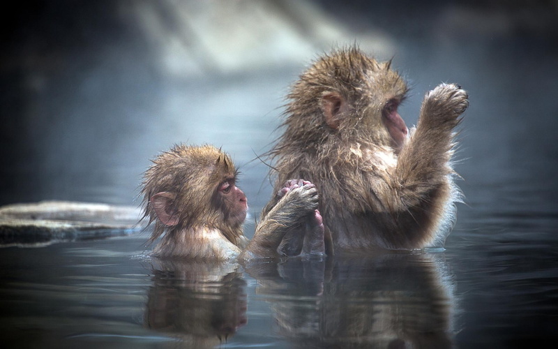 funny, animals, bathing, bath, monkeys, apes, 1080P