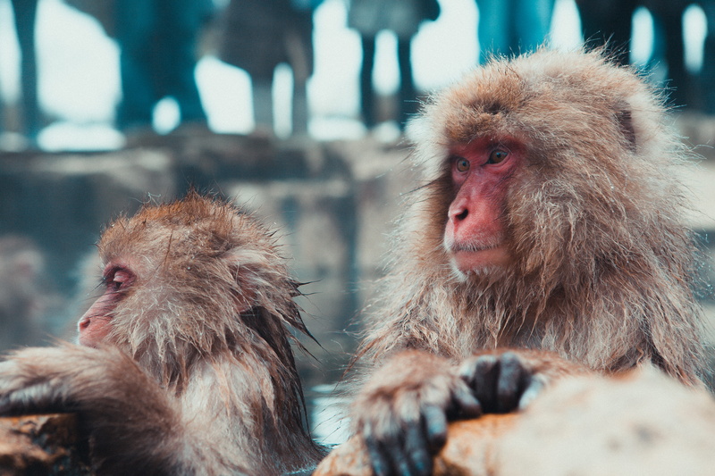animal, wildlife, nagano Prefecture, group of animals, young animal, asia, baboons, selective, Snow, 5K, care, animal themes, Monkeys, brown, focus, outdoors