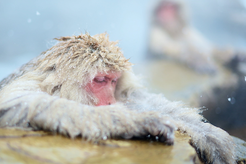 ape, day, 4K, fur, animal, animal body part, face, cold temperature, one animal, cute, character, animal themes, mammal, cold, vertebrate, snow, selective focus