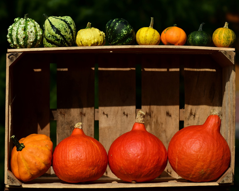 hokkaido, nature, large group of objects, harvest, october, colorful, orange color, no people, 4K, freshness, pumpkin, thanksgiving, color, agriculture
