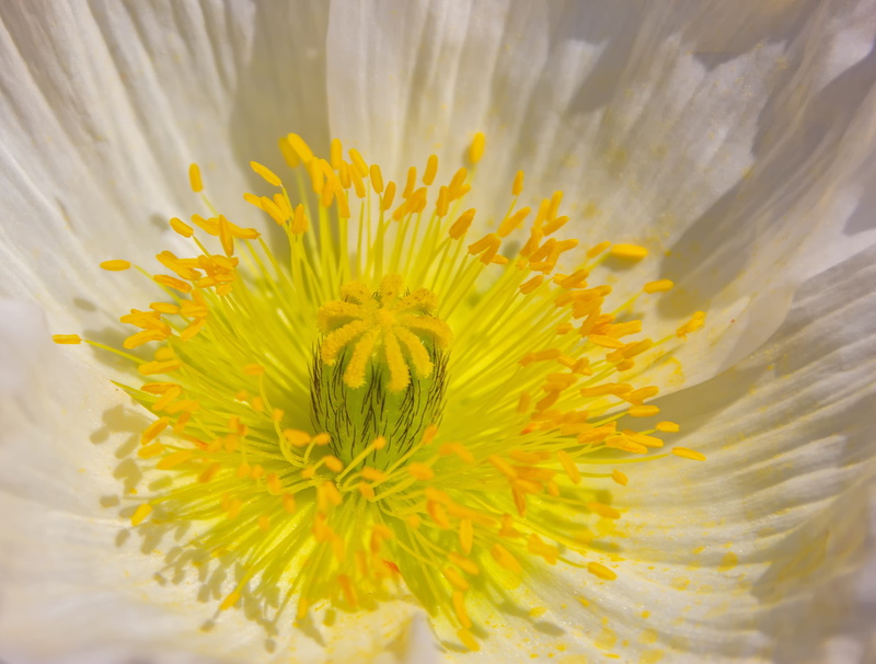 beauty in nature, anemone, photocopy, blossom, flower head, white, no people, green, 4K, close, spring, flower, bloom, vulnerability, flowering plant
