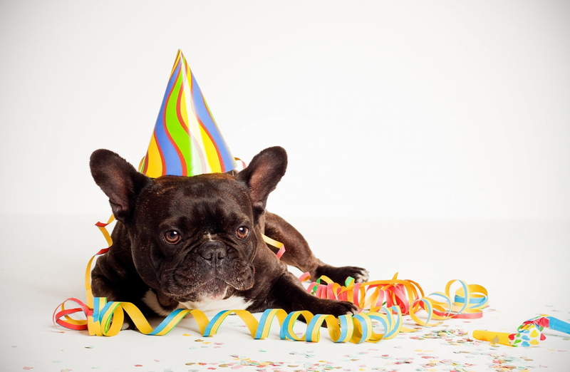 portrait, 1080P, bulldog, yellow, happy, celebration, one animal, animal themes, black, white, canine, cute, pets, dog, Birthday, mammal, purebred dog