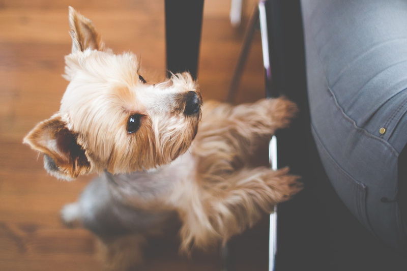 pets, Eat, indoors, Cute, purebred Dog, canine, lap dog, young Animal, animal themes, domestic, pet owner, Yorkshire, standing, animal, dog, puppy, Wanna