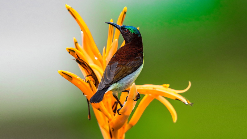 plant, perching, nature, vulnerability, beauty in nature, zeylonica, no people, fragility, birds, sunbird, rumped, insects, nectar, one animal, animal themes