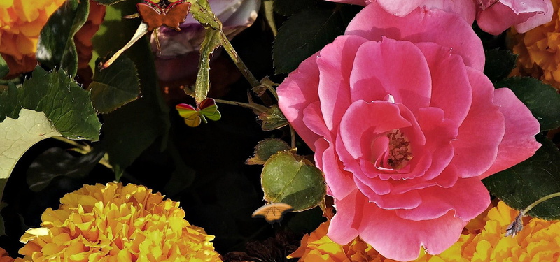 forever-romance, ocean-garden, sometimes, 1080P, remember, hold-me-in-your-arm