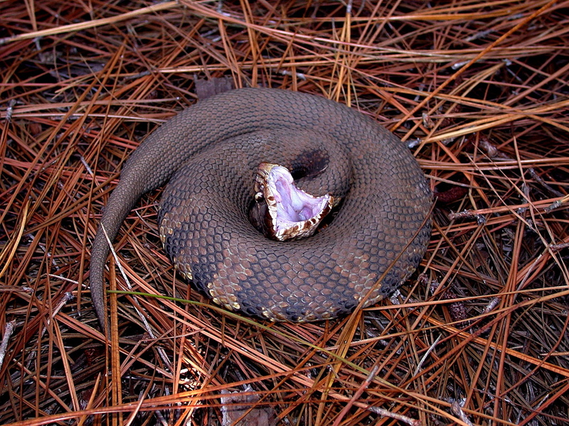 close-up, animals in the wild, no people, water moccasin, painful bite, land, plant, viper, vertebrate, southeast of the united states, aggressive, background