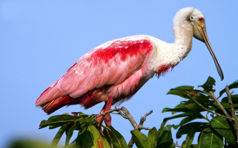 threskiornithidae, ajaja, 2K, classified, spoonbill, america, genus, south, ciconiforme, sometimes, monotypic, us, s, ajaia, coast, family, caribbean