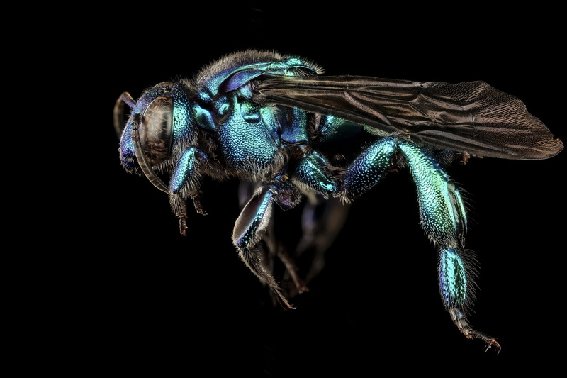 arachnid, animal eye, close up, black background, parasite, side view, delicate, 2K, antennae, animal body part, one animal, spider, orchid, bee, lateral