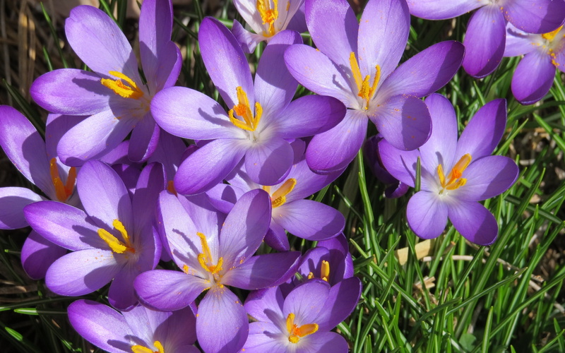 2K, afternoon, later, crocus