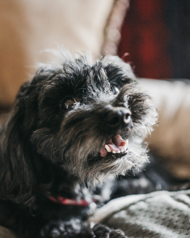 day, lying, scarf, pets, one animal, coated, clothing, mammal, furniture, first aid, close-up, dog, long, animal head, apparel, focus on foreground, vertebrate