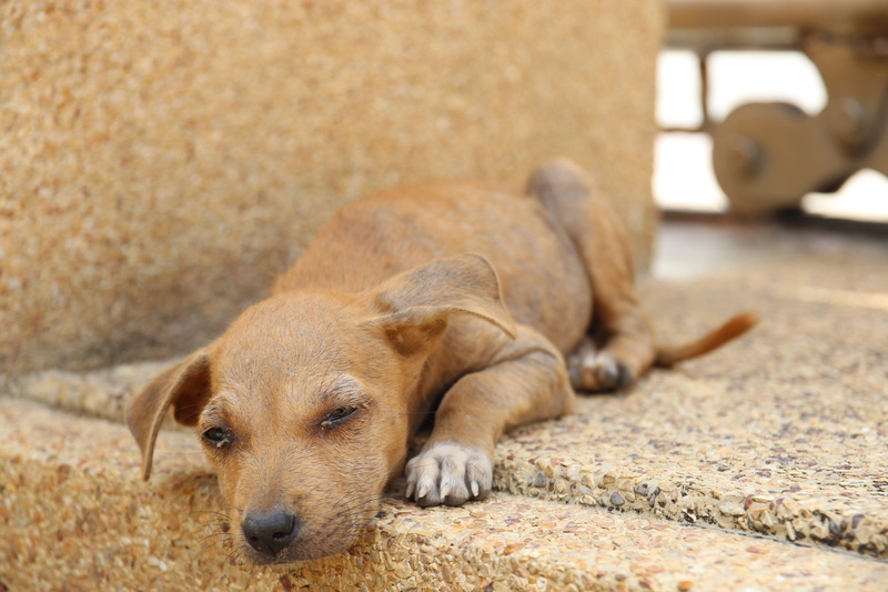 domestic animals, resting, brown, 5K, canine, purebred dog, vertebrate, dog, mammal, waiting, eyes closed, lying down, indoors, animal, young animal, sleeping