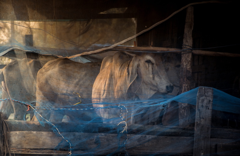 reflection, transparent, close-up, lifestyle, damaged, sunlight, pathetic, asia, in the country, the cow, happiness, wood, icicle, animals, tranquility