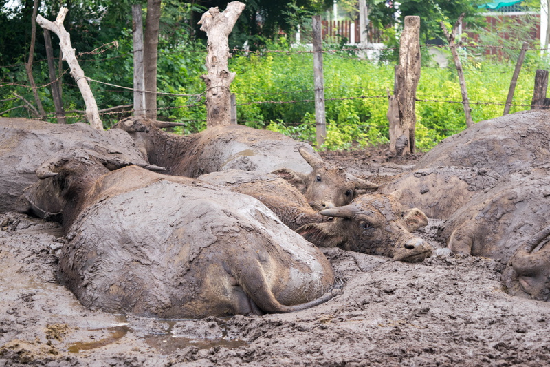 animal, culture, outdoors, nature, farmland, asia, farm, forest, tranquility, thailand, trunk, lifestyle, animal wildlife, traditional, rice, mud, relaxation