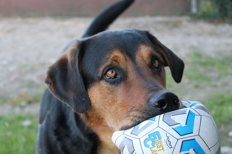 mammal, grass, outdoors, one animal, pets, backyard, modderbloed, domestic animals, throw, day, sport, pillow, soccer field, team sport, people, sports equipment