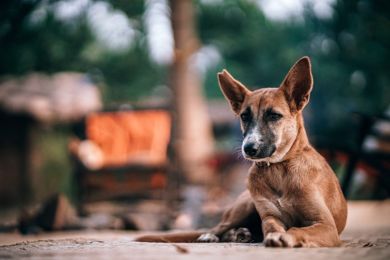 relaxation, focus on foreground, breed, pedigree, grungy, pet, city, beautiful, hungry, vertebrate, sitting, animal, purebred, mixed-breed, 5K, domestic animals
