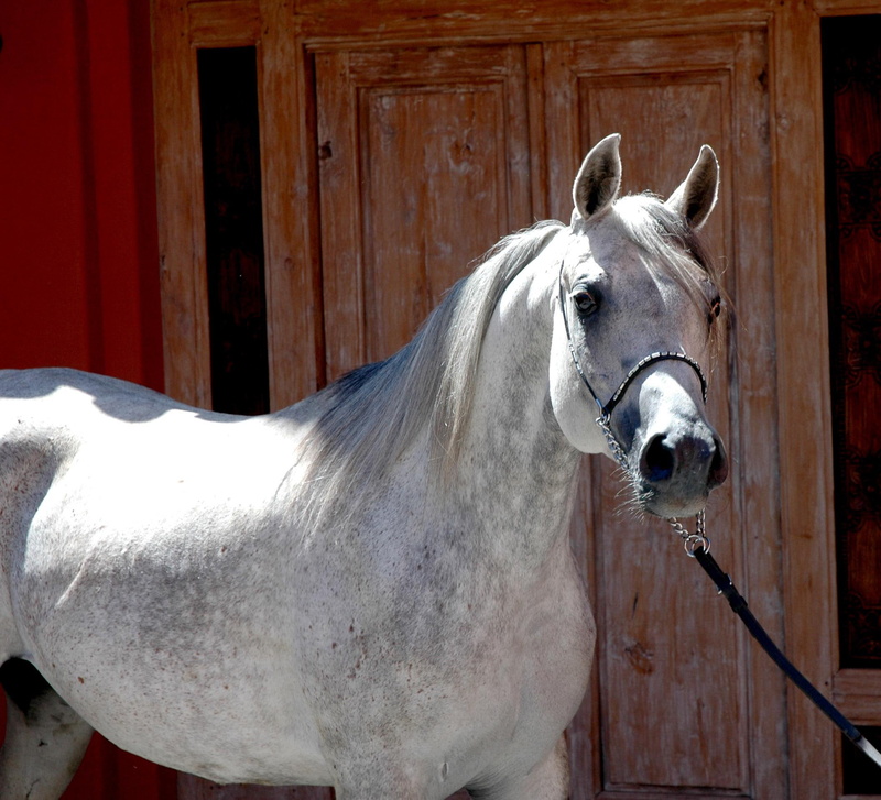horse, black, gelding, beauties, white, lesson horse, brownish grey, fancy, halter, arabian, animals, 1080P