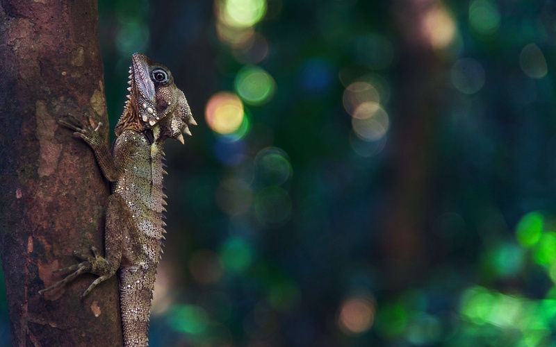 one animal, outdoors, tree, green color, animal wildlife, 4K, bearded dragon, day, gila, climb, animal themes, lizard, zoo, rainforest, no people, plant