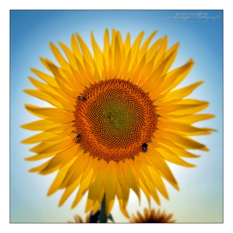 nature, Pas, insects, Sunflower, image, bumble bee, Sun, plant, back light, circle, outdoors, single Flower, blue, sunlight, yellow, flickr, photo, backgrounds
