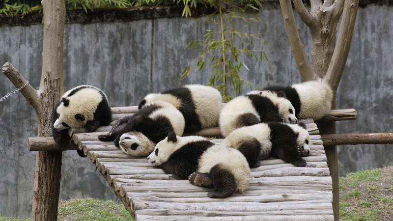 china, animals, white, pas, cute, bears, 1080P, lazy, animal, bear, travel, black, photography, adorable