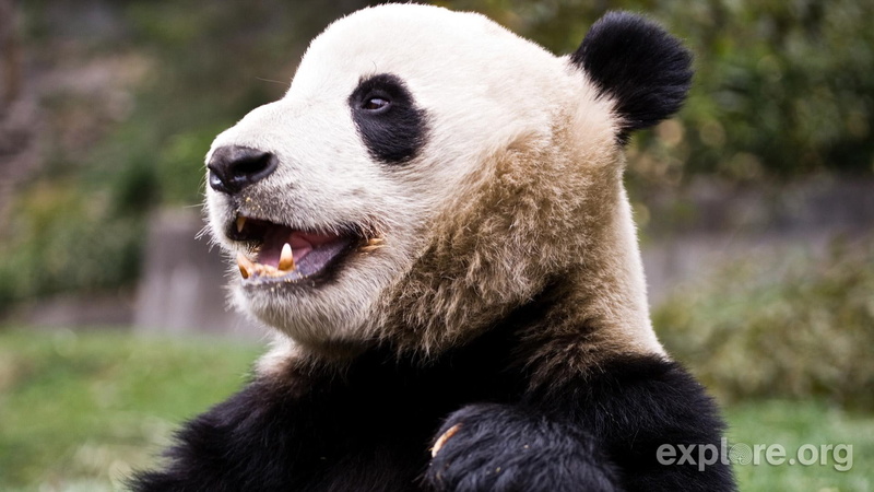 animal, pas, pandas, grama, 1080P, urso, verde, animals