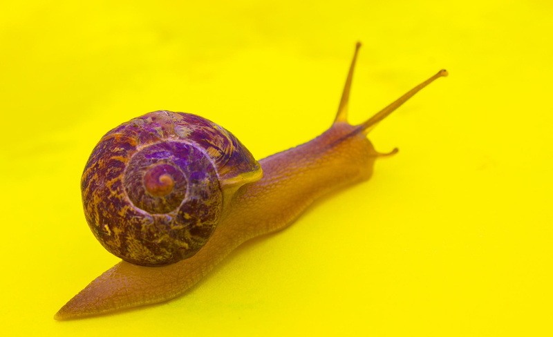 1080P, animal shell, animal wildlife, colored background, yellow background, yellow, shell, mollusk, gastropod, animal, close-up, animal body part, nature