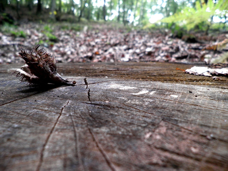 outdoors, animal, animal themes, animal wildlife, close-up, invertebrate, no people, gastropod, vertebrate, 1080P, tree, animals in the wild, nature, wood - material