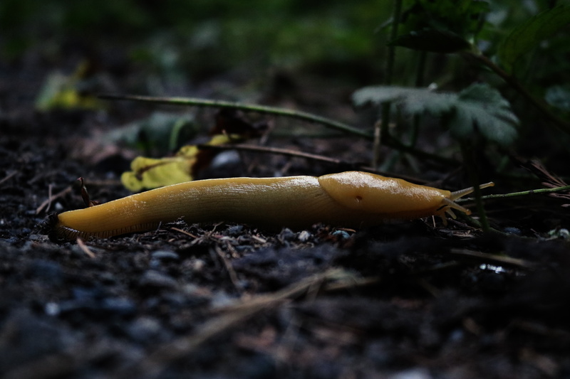 gastropod, animal themes, plant, close-up, animal body part, selective focus, yellow, growth, invertebrate, one animal, animal wildlife, land, no people