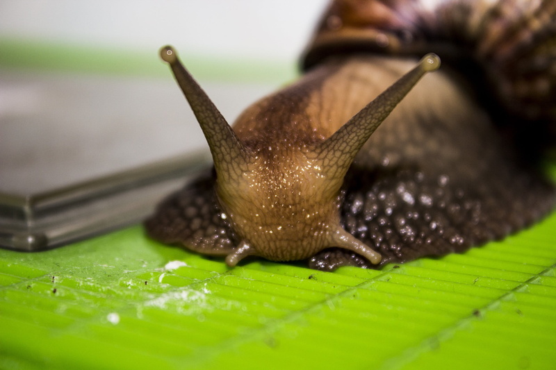 mollusk, surface level, boredom, snail, slig, animal body part, slug, slimy, gastropod, brown, one animal, crawling, leaf, green color, animal antenna