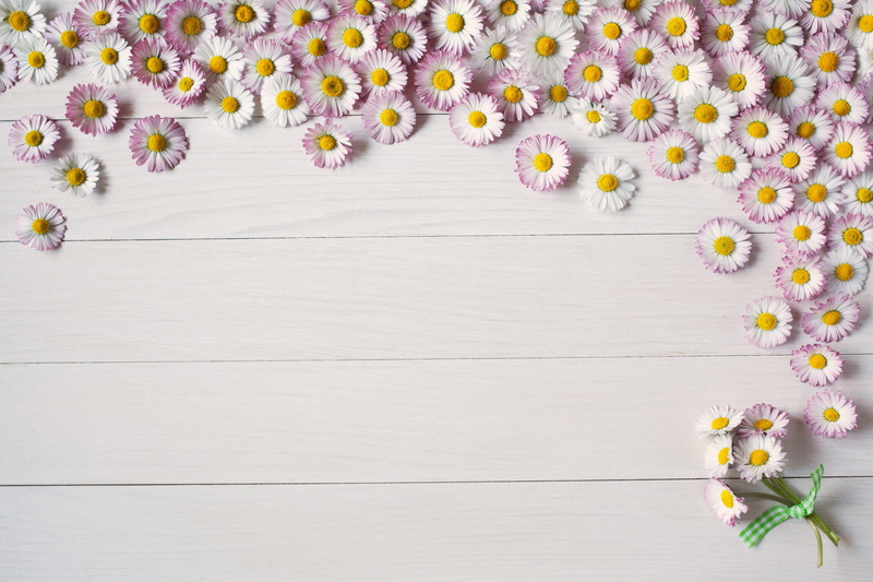 Board, Daisy, pink, background, flower, 5K, summer