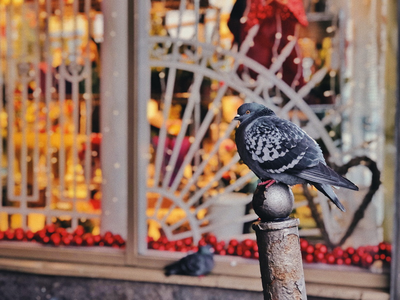 animal wildlife, robe, vertebrate, dove, clothing, traffic light, paint container, close-up, animal, gray, animal themes, evening dress, banner, apparel