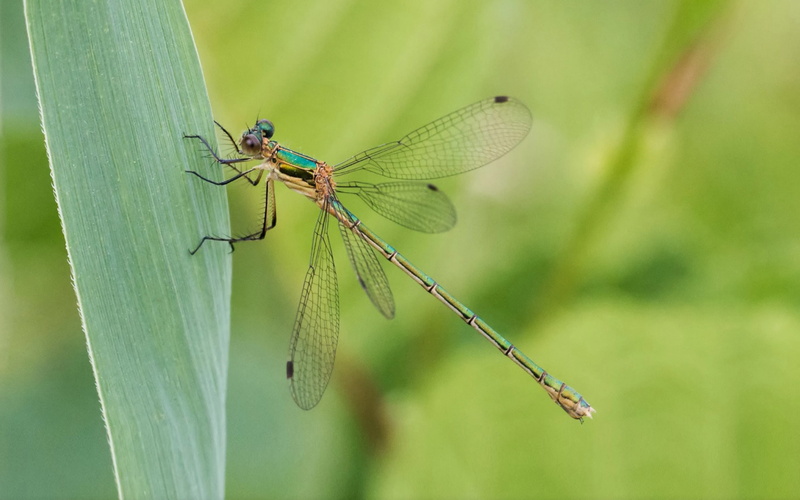 multilayered, dragonfly, adult, transparent, insect, two, scientific, mobile, 4K, anisoptera, eyes, desktop, horses, name, phones, wings, large