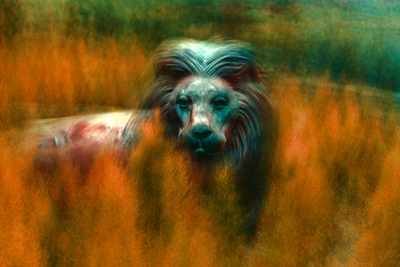 fairy, rural Scene, animal, layer, mane, multi exposure, stallion, fairy land, lion - Feline, farm, brown, meadow, outdoors, animals In The Wild, beauty In Nature