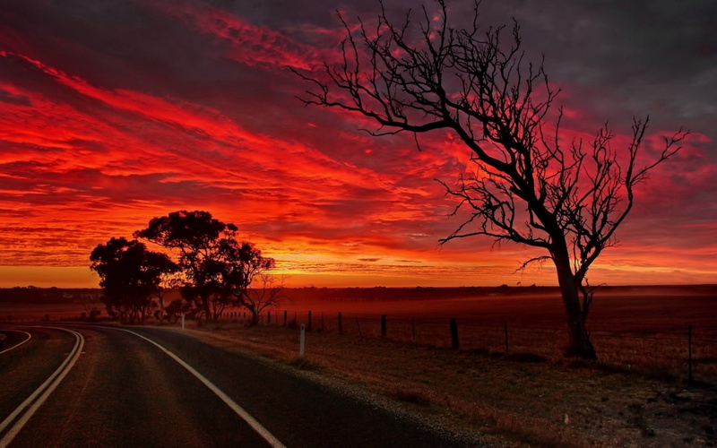 tree, 1080P, withered, silhouette, hd, photography, sunset