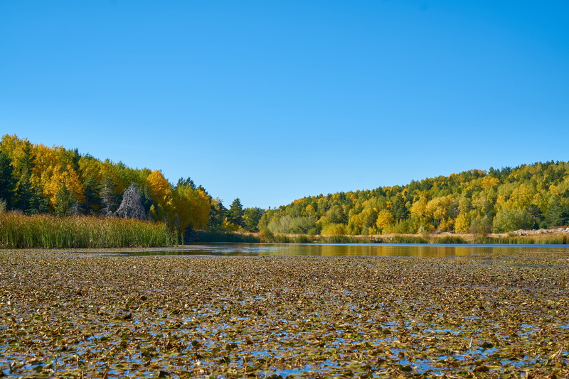 beauty in nature, 5K, tree, landscape, lake, outdoors, autumn, autumn collection, outdoor, peace, non-urban scene, background, dry leaves, the leaves are