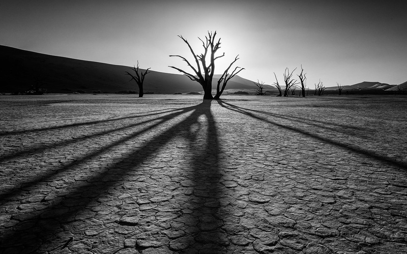 tree, scenics, environment, desert, day, field, sky, silhouette, shadow, focus on shadow, rocks, plant, asphalt, tranquility, bare tree, scenics - nature
