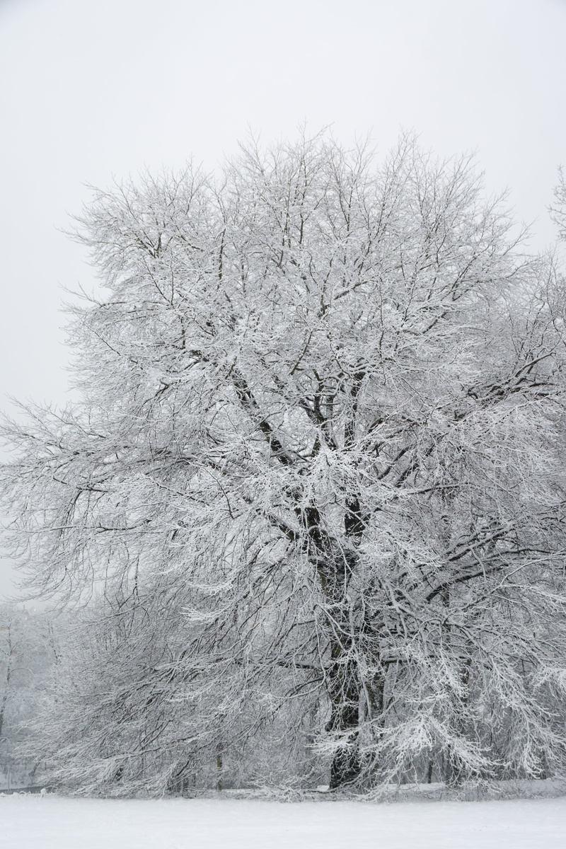 nature, covering, tree, season, road, non-Urban Scene, frozen, beauty in nature, weather, outdoors, tranquility, forest, cold, snow, snowing, cold temperature