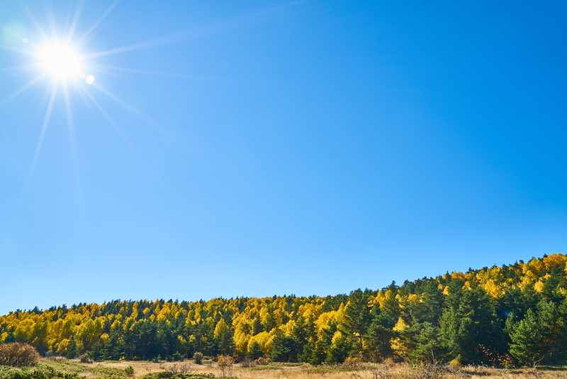 growth, leaves, landscape, plant, 8K, clean air, autumn, land, tree, greens, outdoor, environment, natural life, clean, background, magnificent, tranquility