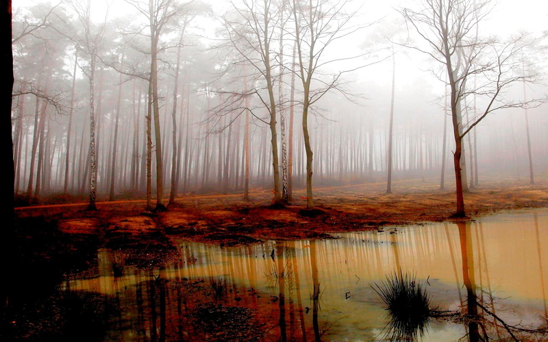 nature and landscapes, 1080P, forest, trees, road, withered, landscape, misty, body, water, mist, nature, swamp, beside