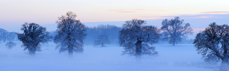Dusk, withered, France, Winter, Snow, Trees, Covered, 4K, Mist