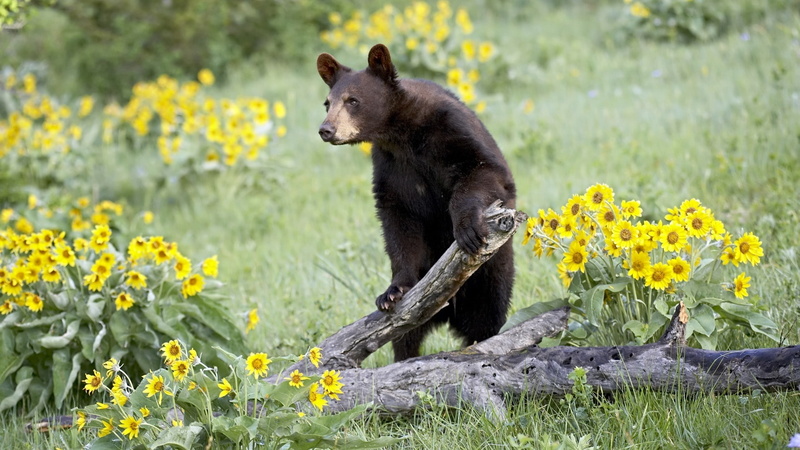 Tree, Flowers, Yellow, Withered, Brown, Bear, 1080P
