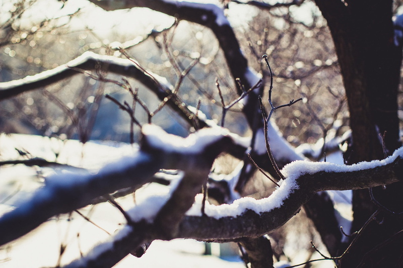 focus on foreground, beauty in nature, selective focus, wheel, plant, no people, ice, frozen, branch, snow, outdoors, tree, cold temperature, day, nature