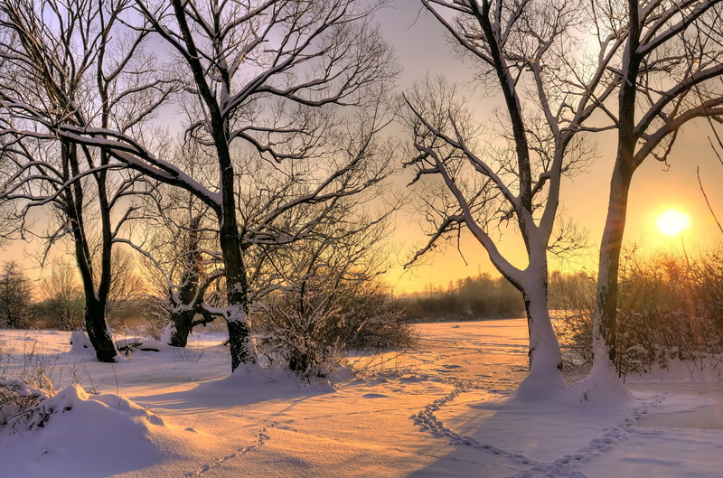 non-Urban Scene, weather, trees, ice, trunk, frost, bare tree, morning, cold - Temperature, sunrise - Dawn, traces, covering, white, woodland, no People