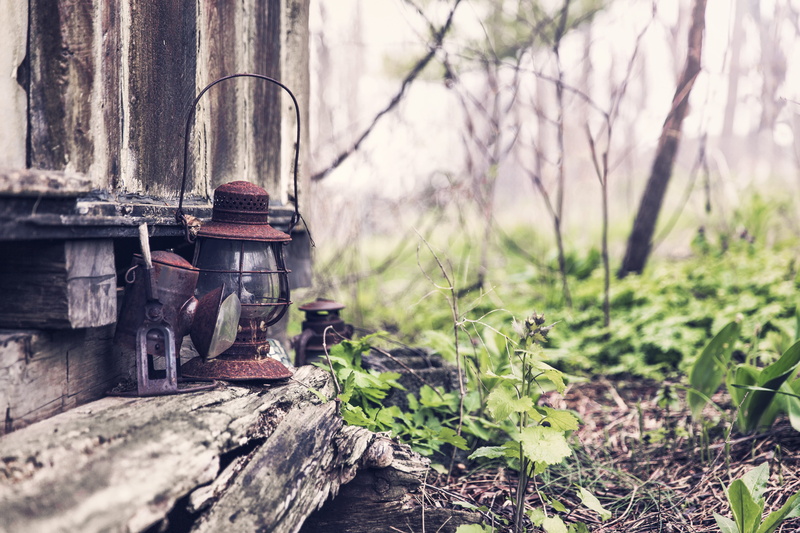 5K, wood - material, nature, tree, selective focus, jar, lantern, lazy, plant, log, trunk, rusty, green, red, light, brown, no People, grass, forest, tree trunk