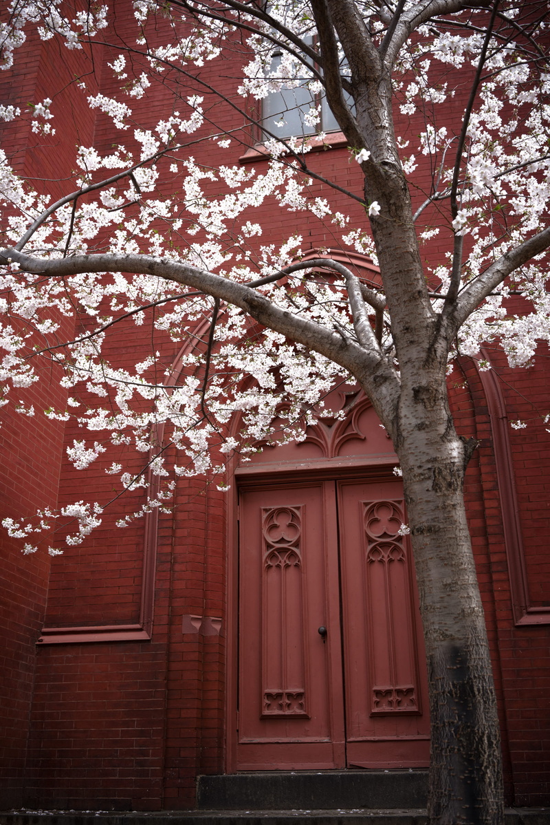 building exterior, tree, day, flower, door, cherry tree, fragility, entrance, united states, banister, architecture, no people, washington, bonsai, building
