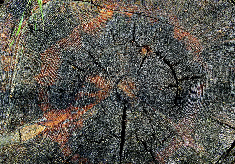 jars trunk, tree, full frame, cracked, forest, natural pattern, plant, day, close-up, wood - material, trunk, outdoors, rings of a tree, no people, pattern